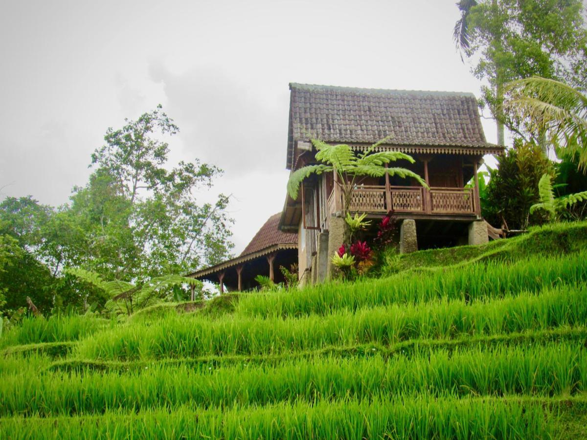 D'Ume Bendoel Homestay Jatiluwih Exterior photo