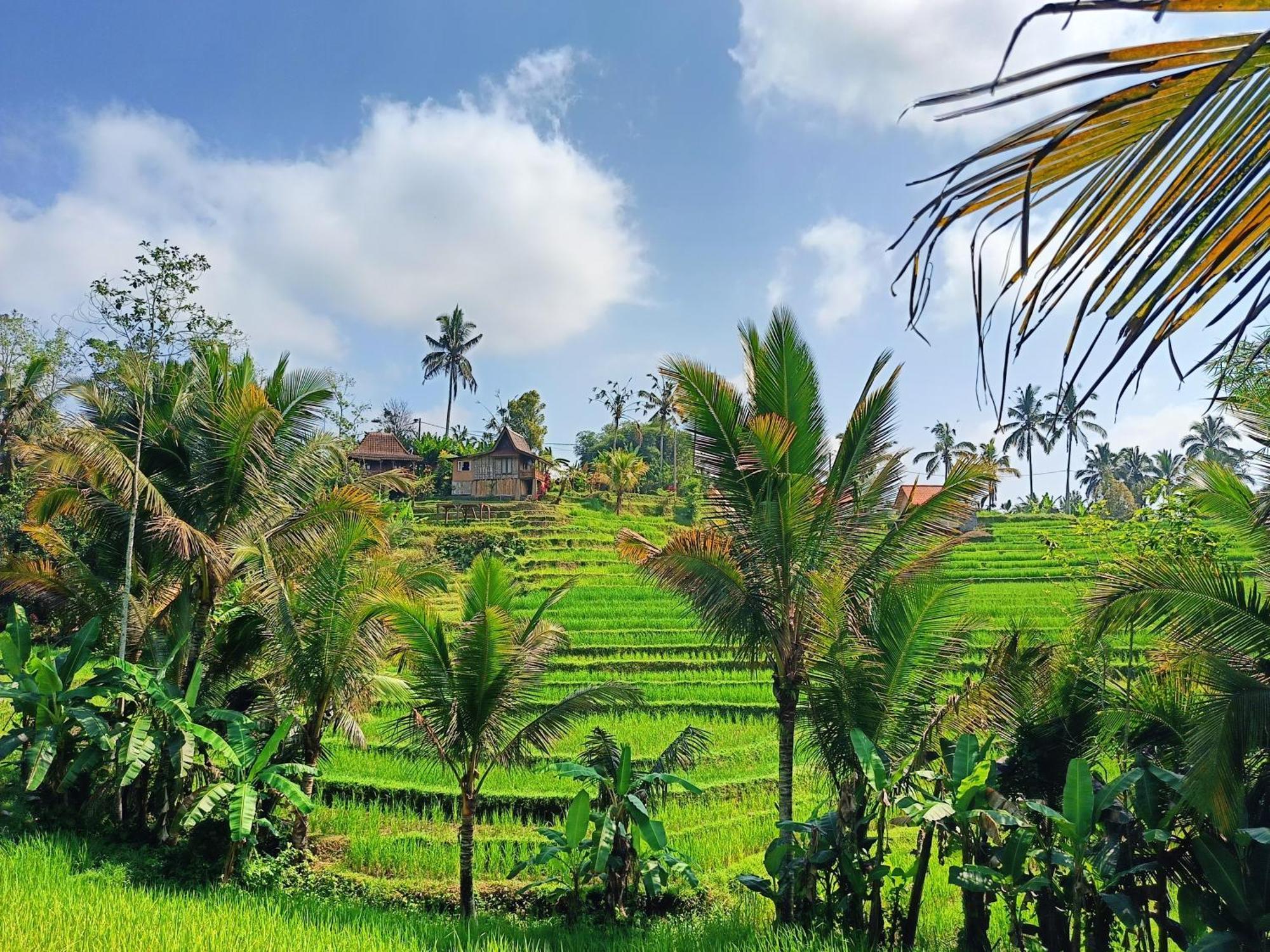 D'Ume Bendoel Homestay Jatiluwih Exterior photo