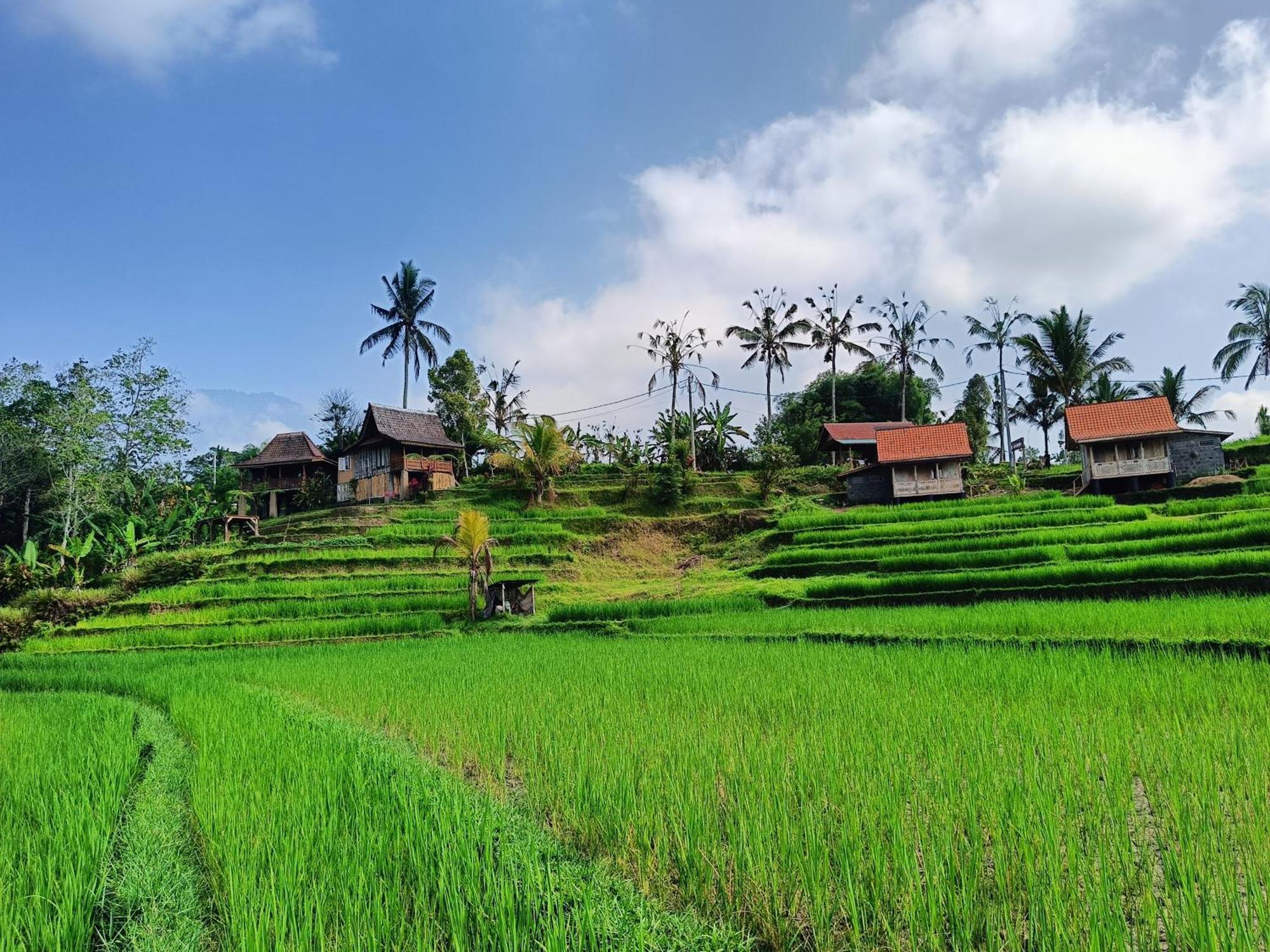 D'Ume Bendoel Homestay Jatiluwih Exterior photo