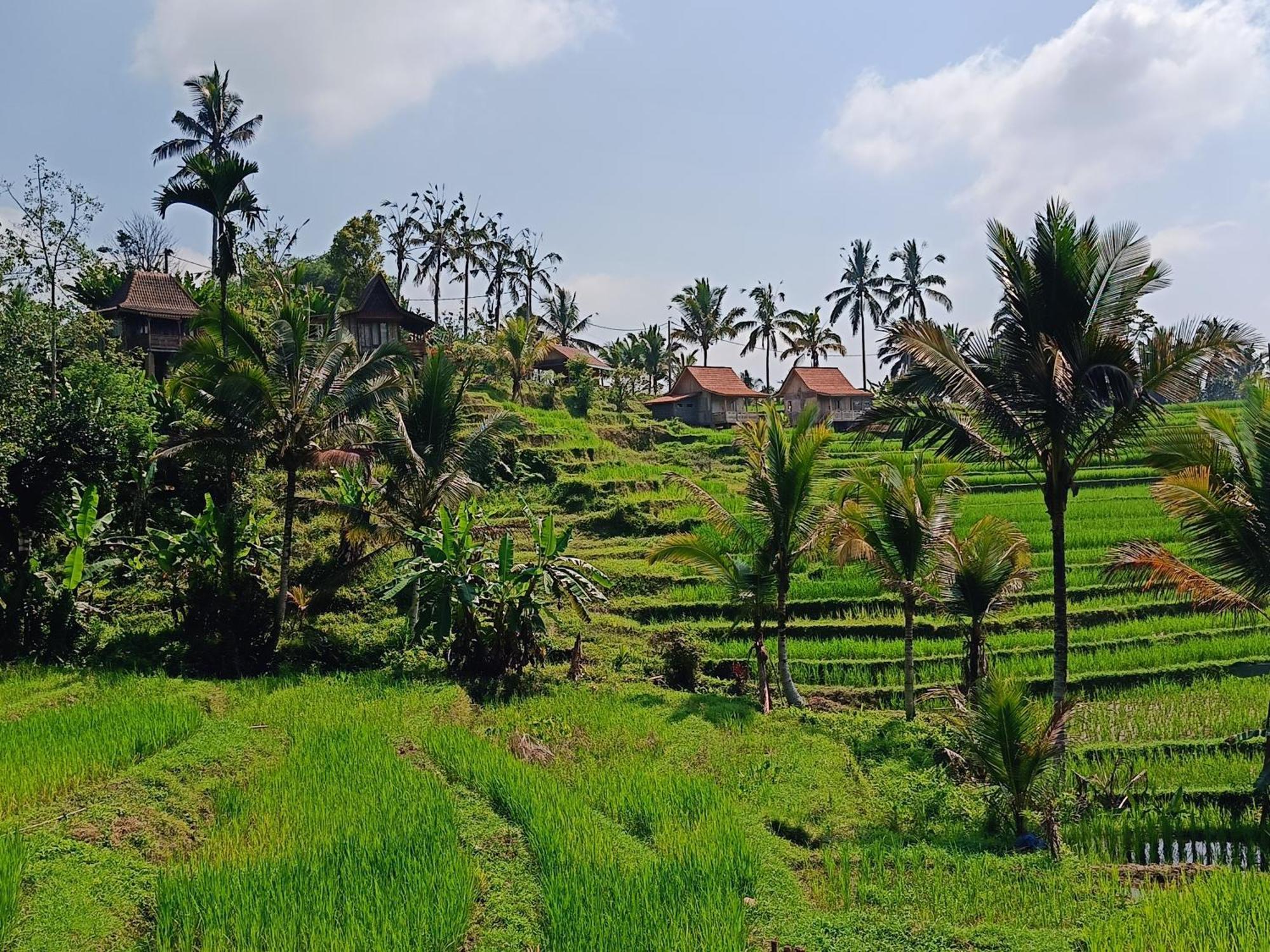 D'Ume Bendoel Homestay Jatiluwih Exterior photo