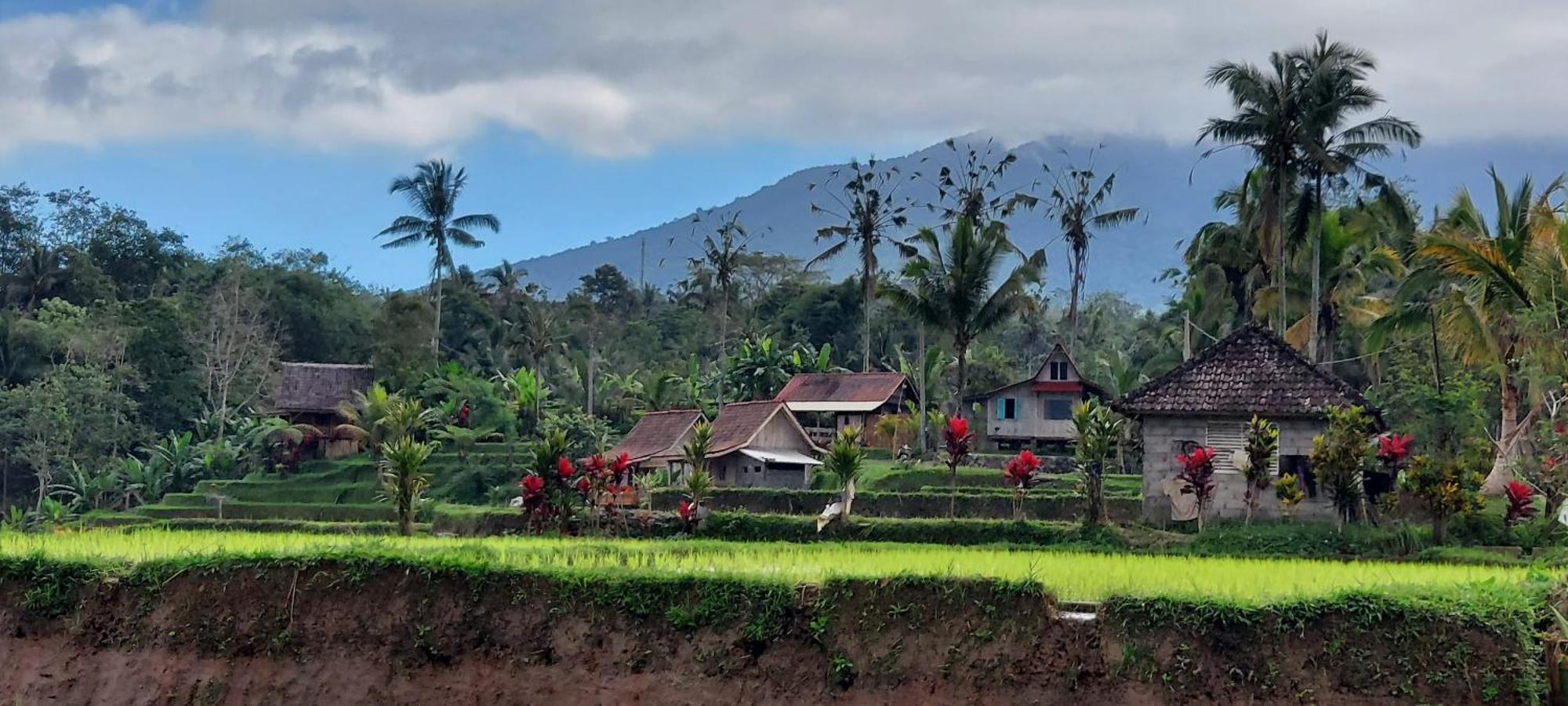 D'Ume Bendoel Homestay Jatiluwih Exterior photo