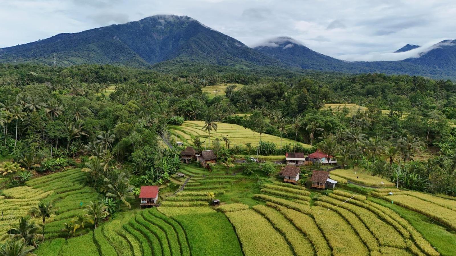D'Ume Bendoel Homestay Jatiluwih Exterior photo